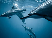 乐鱼-榜样2020：是谁救了西甲一命？何人恐怖赛莱万？